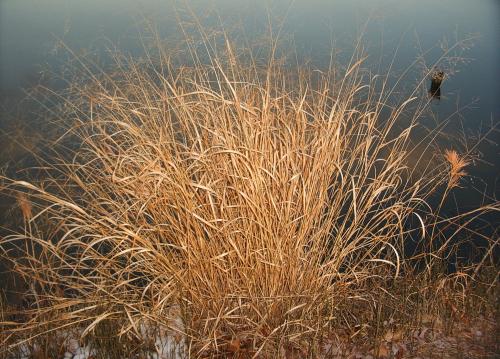 Panicum virgatum (Switchgrass) #1 POT Native Plants