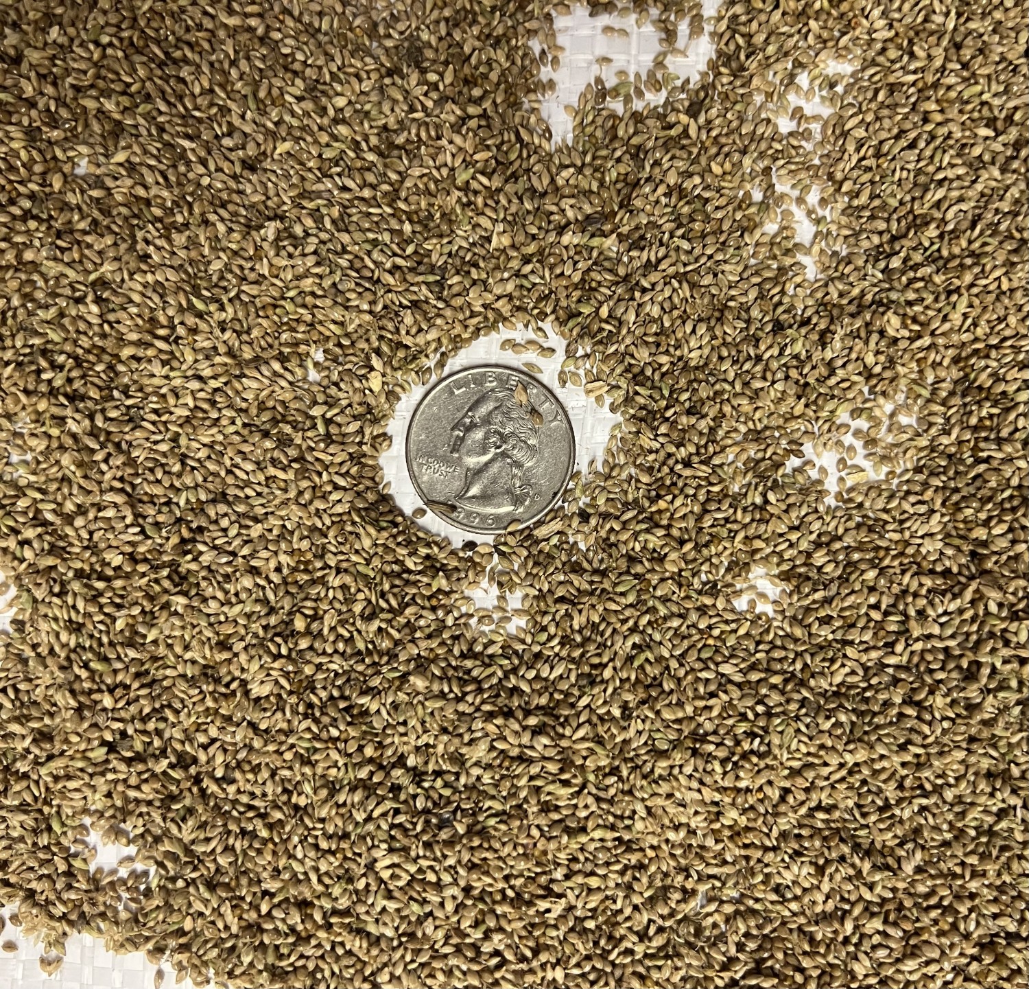 PANICUM CLANDESTINUM (Deertongue) Seed Native Plants