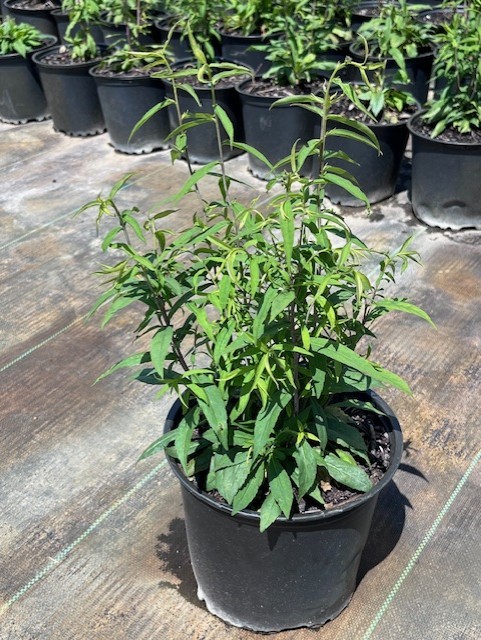 Solidago caesia (Blue-Stemmed Goldenrod) #1 POT - Native Plants