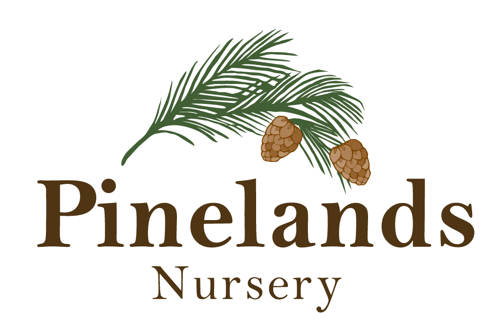 Pinelands Nursery