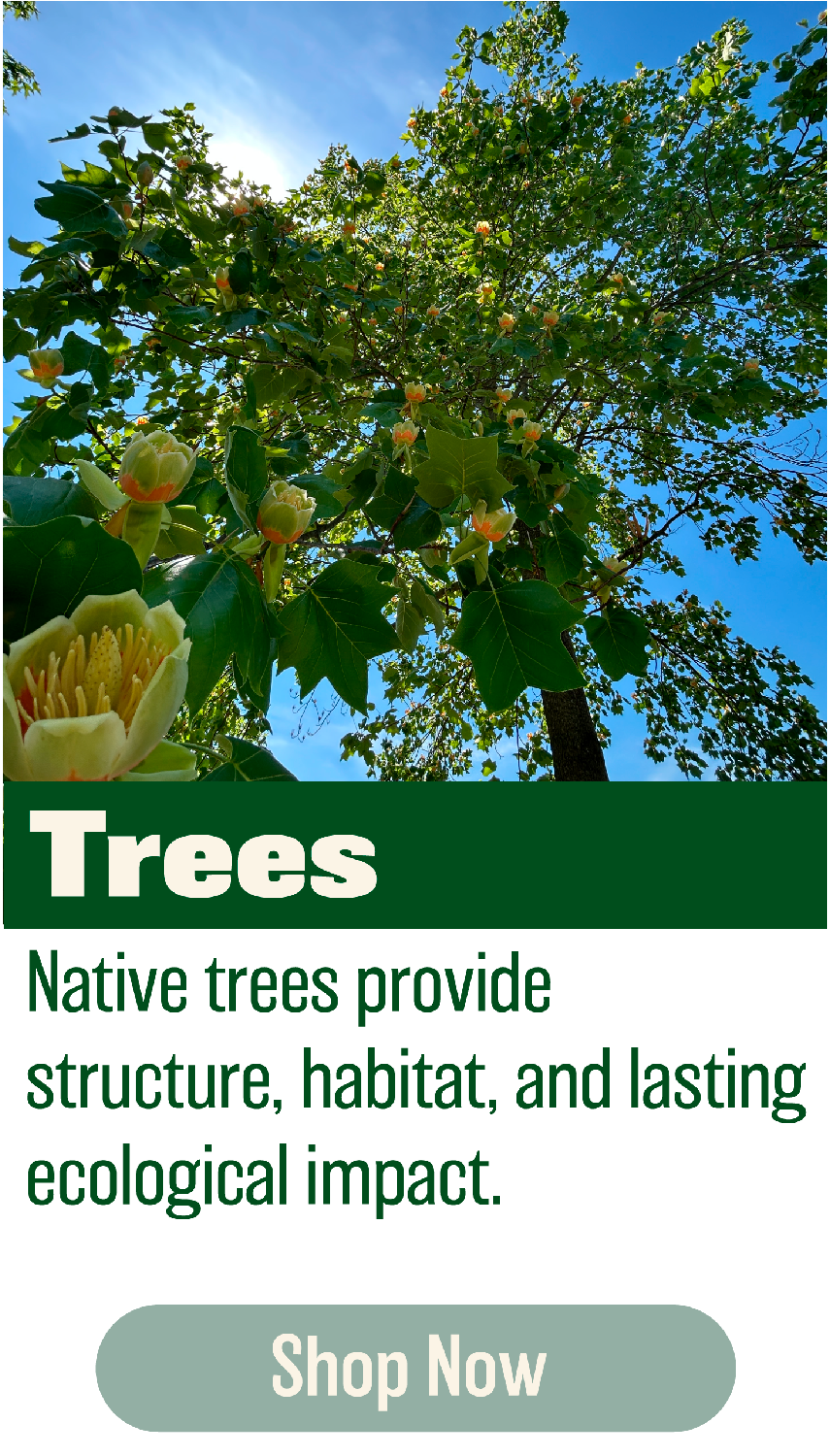 Woody Plants Native Plants