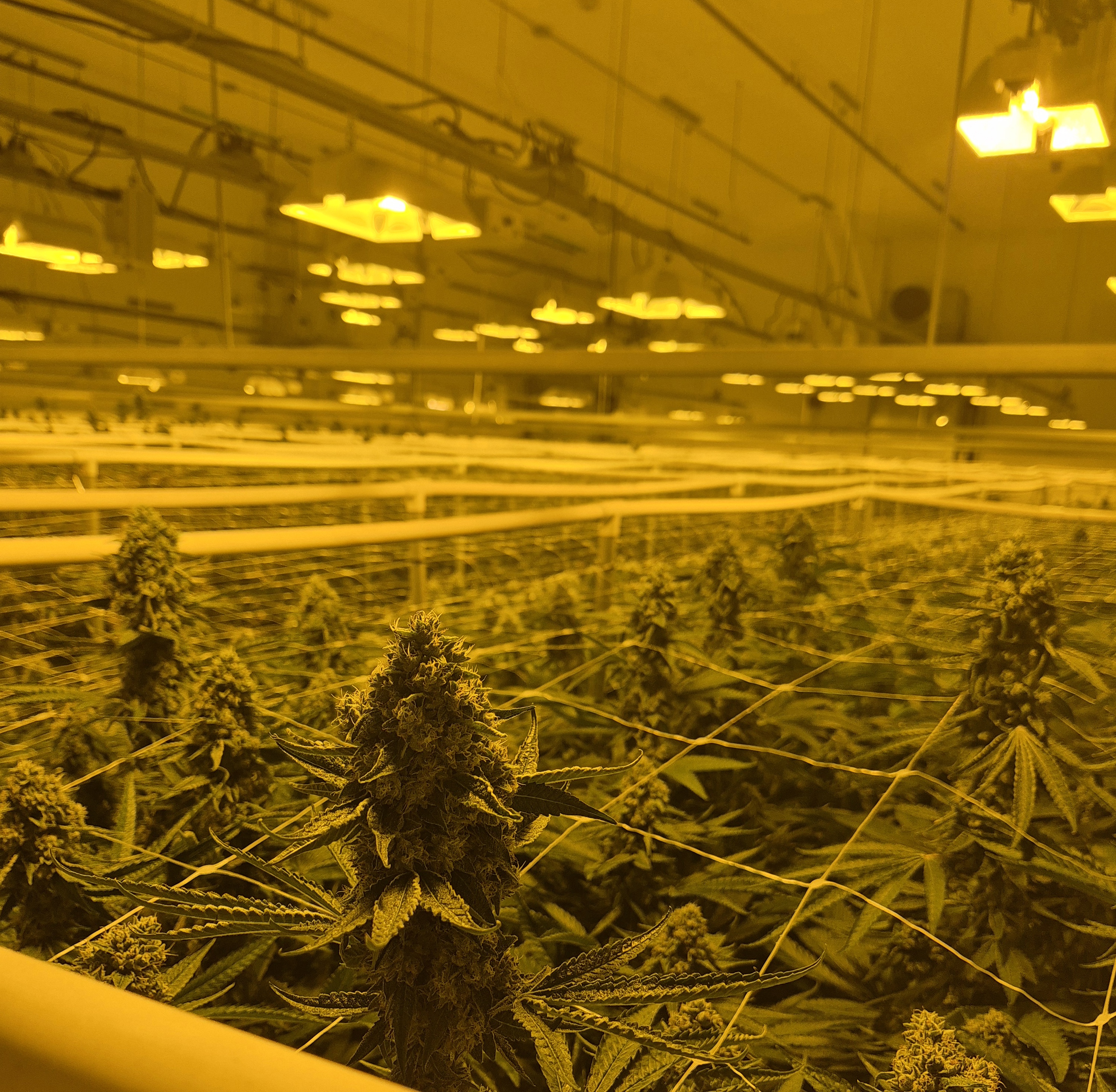 CO2 for Cannabis Growers in Oregon and Southern Washington