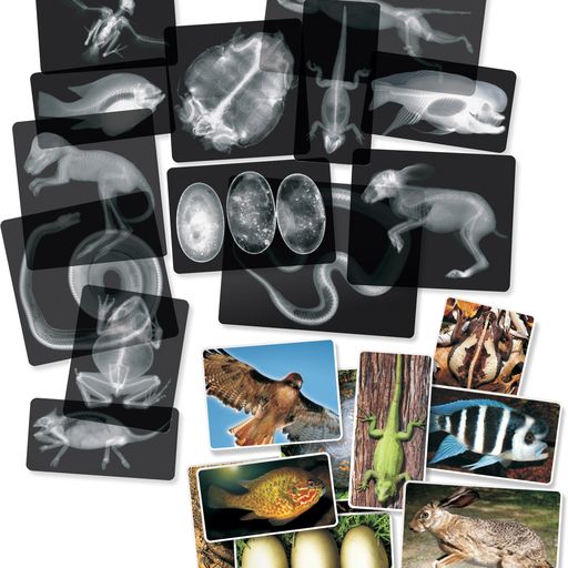 Xrays