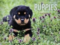 2026 Apex Puppy Calendar