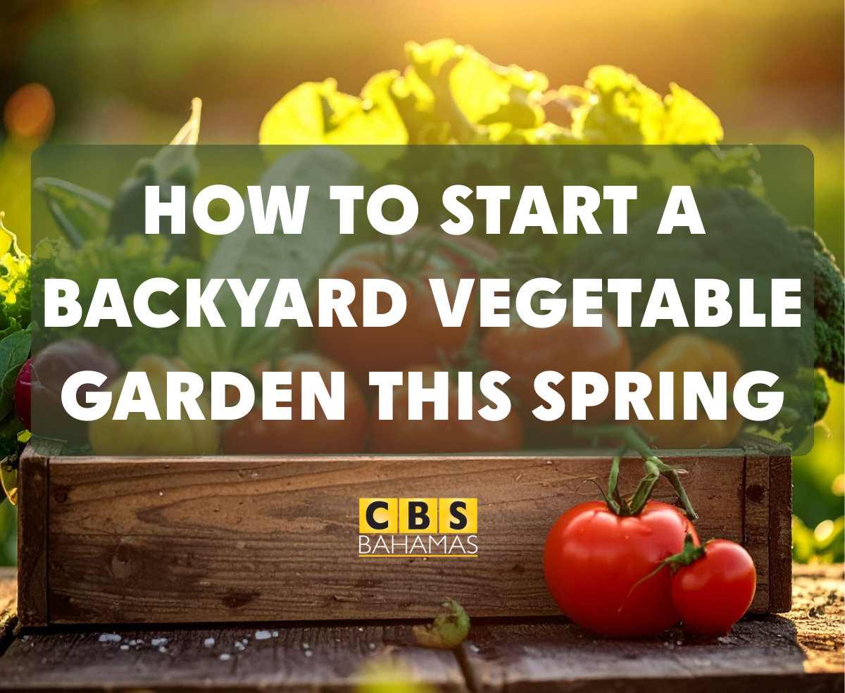 How to Start a Backyard Vegetable Garden This Spring | CBS Bahamas Blog
