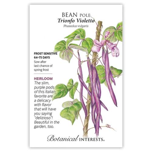 0214 Bean Pole Trionfo Violetto