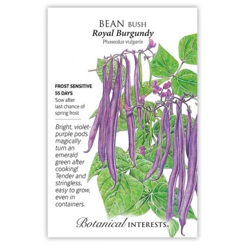 0227 Bean Bush Royal Burgundy