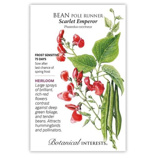0244 Bean Pole Runner Scarlet Emperor