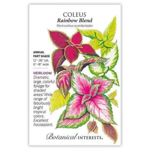 1006 Coleus Rainbow Blend - Seed