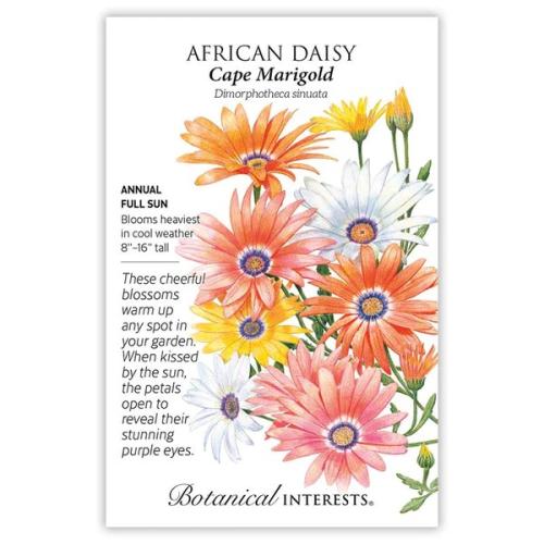 1011 African Daisy Cape Marigold