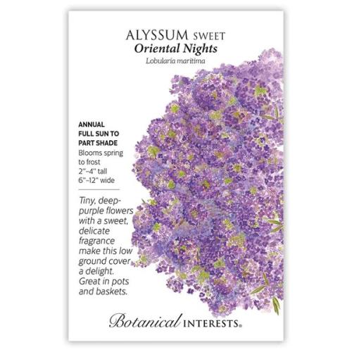 1072 Alyssum Sweet Oriental Nights