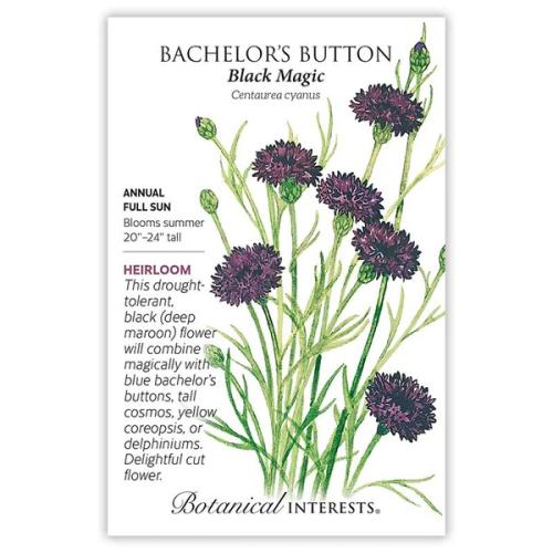 1075 Bachelor Button Black Magic