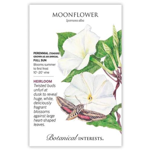 1100 Moonflower - Seed