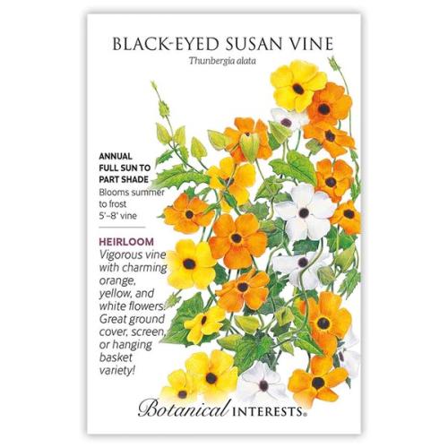 1119 Black-Eyed Susan Vine