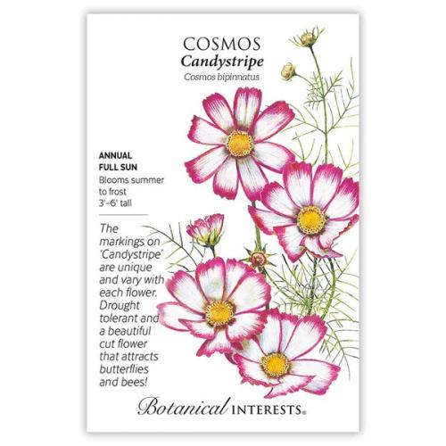 1147 Cosmos Candy Stripe