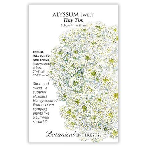 1153 Alyssum Sweet Tiny Tim - Seed