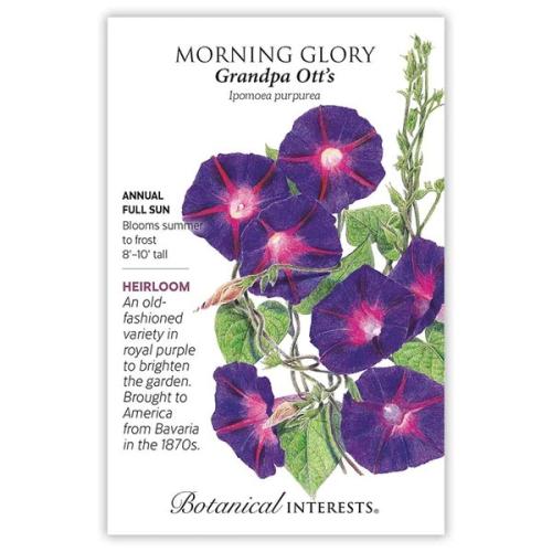 1154 Morning Glory Grandpa Otts - Seed