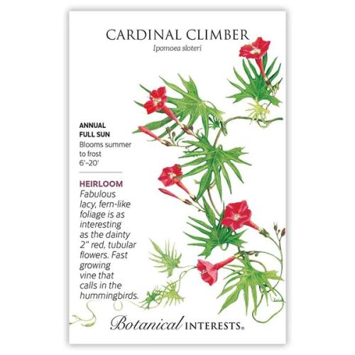1155 Cardinal Climber Vine - Seed