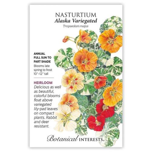1172 Nasturtium Alaska Variegated