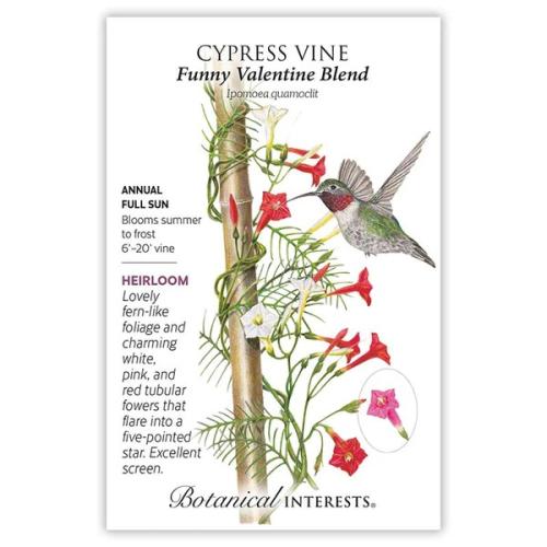 1175 Cypress Vine Blend  - Seed