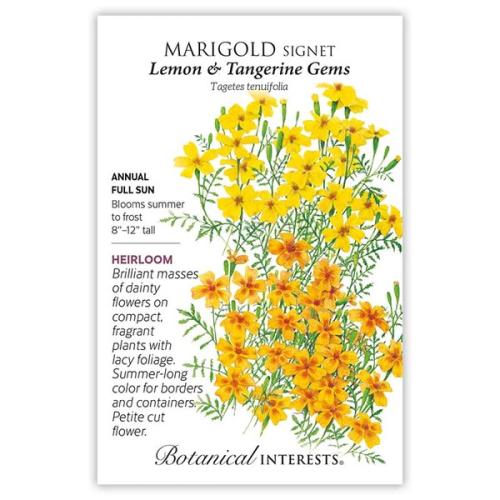 1189 Marigold Lemon/Tangerine Gem - Seed