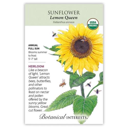 2027 Sunflower Lemon Queen Org