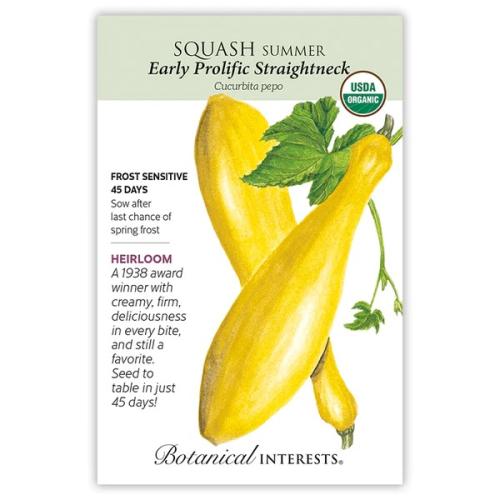 3006 Squash Summer Early Strghtnk Org - Seed