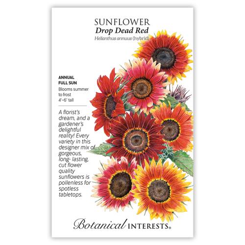 7204 Sunflower Drop Dead Red - Seed