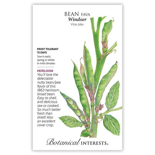 7305 Bean Broad Fava Windsor