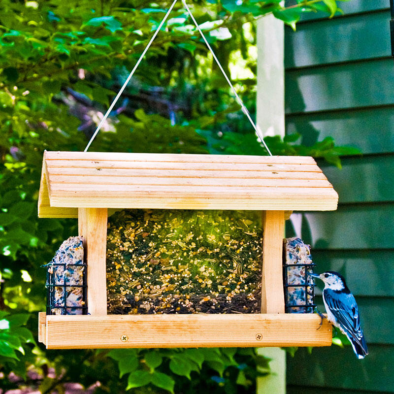 Bird Seed and Suet
