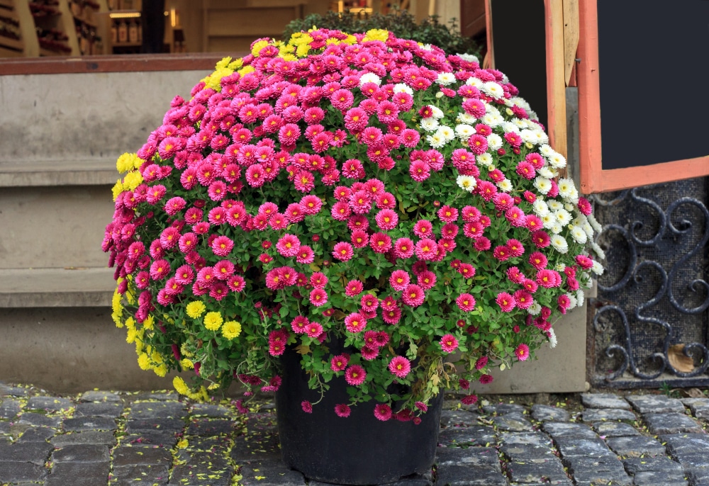 a pot of chrysanthemums on a porch