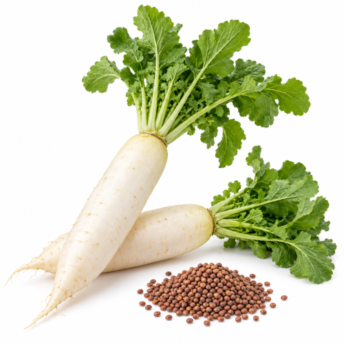 DAIKON RADISH 50#