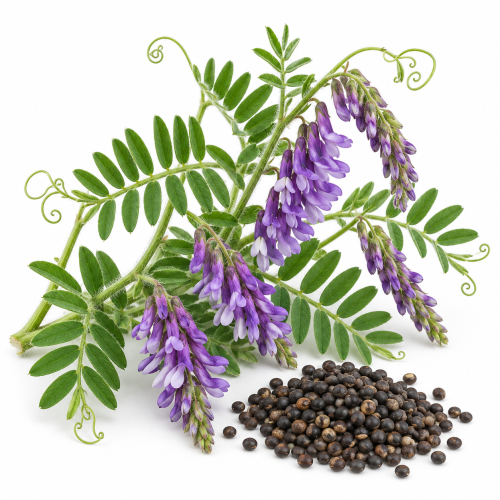 Hairy Vetch Seed
