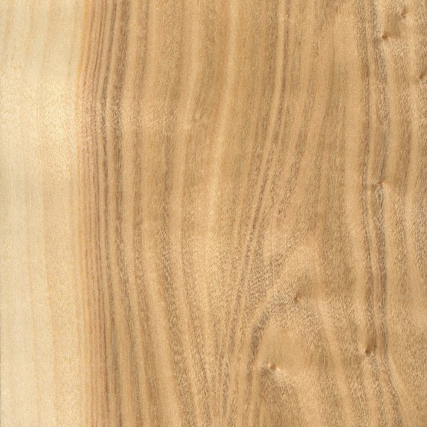 Poplar
