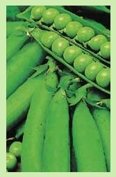 PEAS-HOMESTEADER PEAS