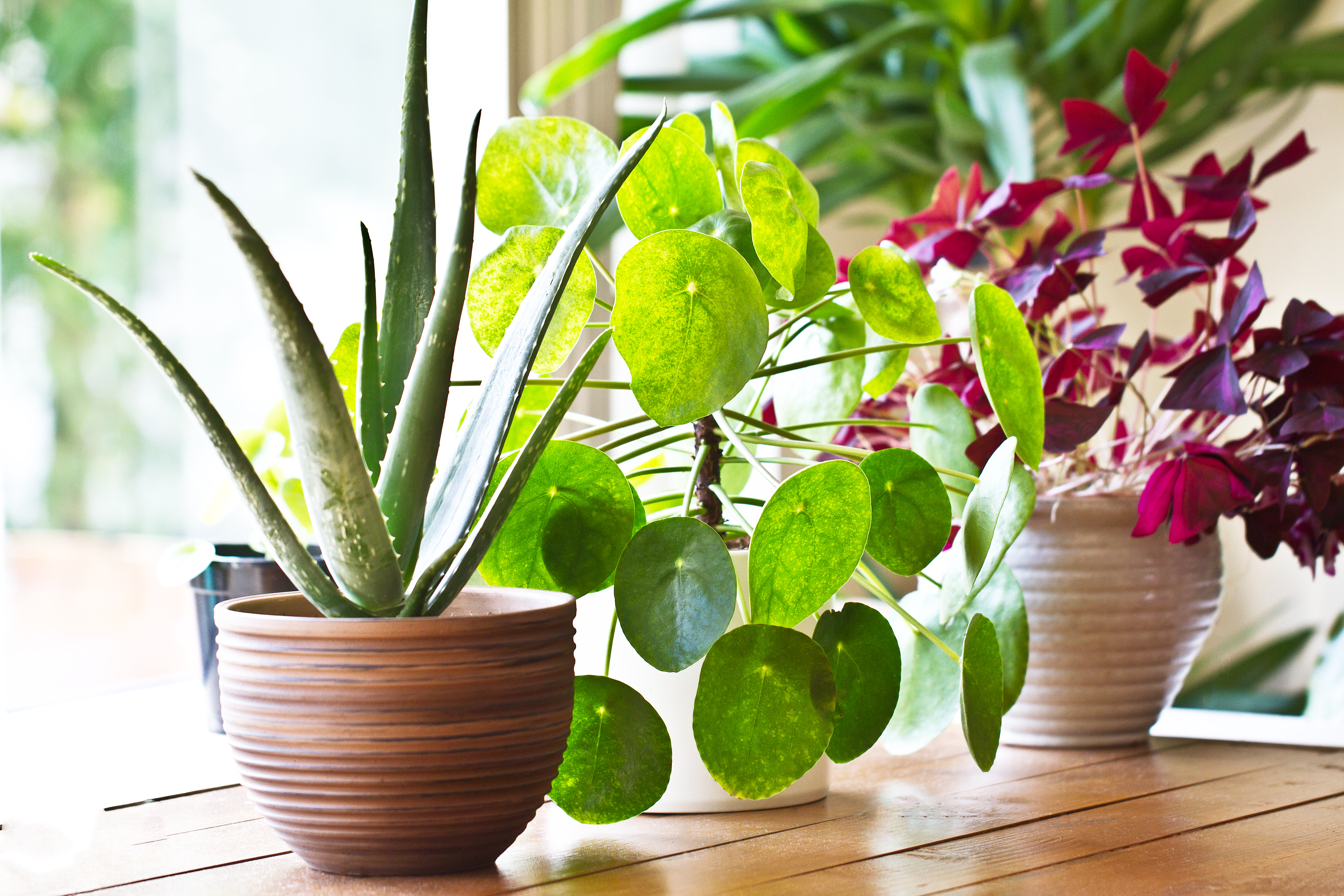 indoor foliage plants Golden Pothos Epipremnum aureum main image 0