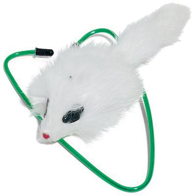 A DOOR ABLE CAT TOY