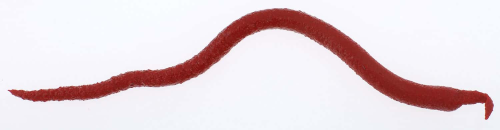 Gulp Bloodworm Bloody 1.2oz