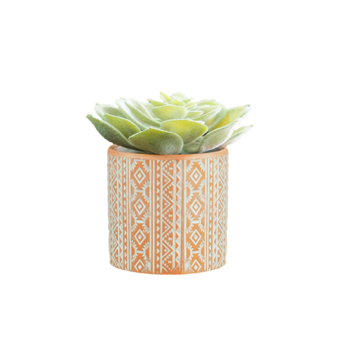 Succulent in Ceramic Plantpot