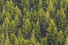 Recycling & Sustainability Programs