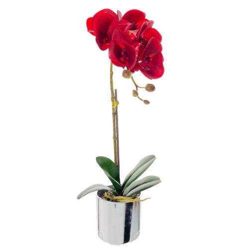 Red Potted Moth Orchid Jardin