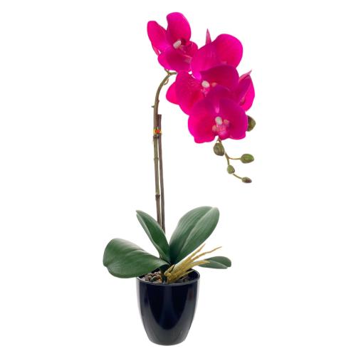 PLANT ORCHID POTTED MOTH PINK JARDIN