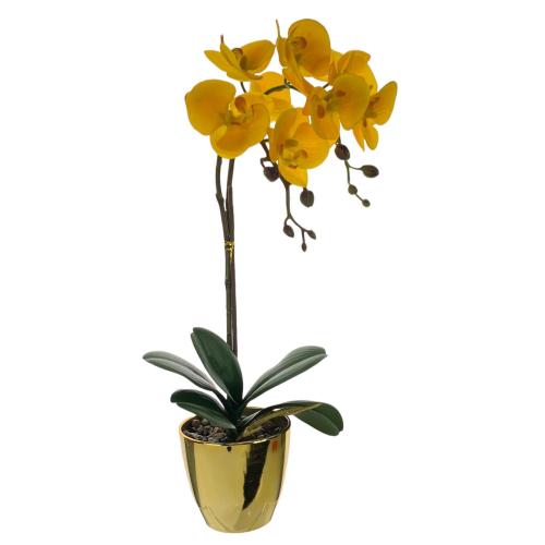 PLANT ORCHID POTTED MOTH YELLOW JARDIN