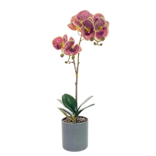PLANT ORCHID POTTED MOTH PEACH JARDIN