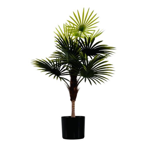 PLANT FAN PALM TREE