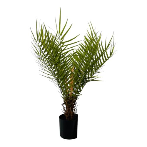 PLANT FERN LIKE TREE