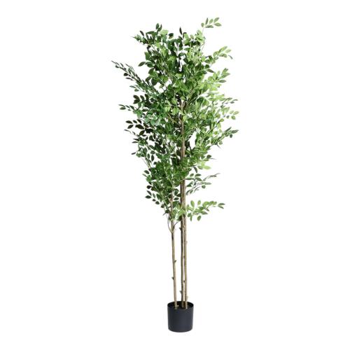 PLANT BABY LEAF TREE