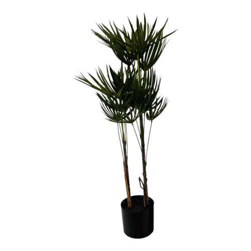 PLANT RHAPIS PALM TREE