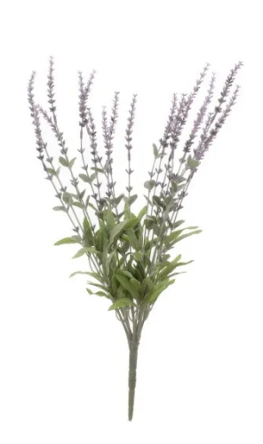 Lavender Bush Plant