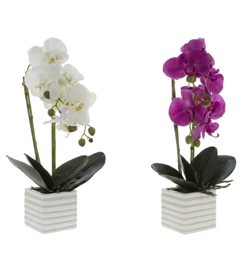 Decorative Flower Plants, Assorted